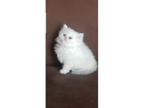 A kalite british longhair yavrular