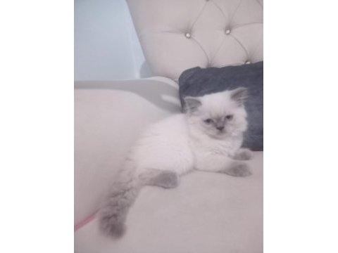 Kaliteli tatlı british shorthair yavrular