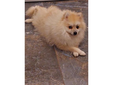 Pomeranian yavru