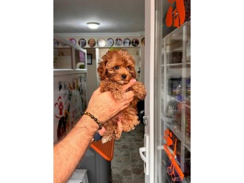 Muhteşem maltipoo yavrum