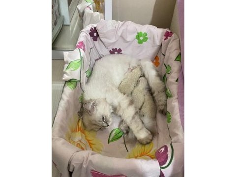 British shorthair yavru kedimiz