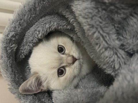 British shorthair 4,5 aylık