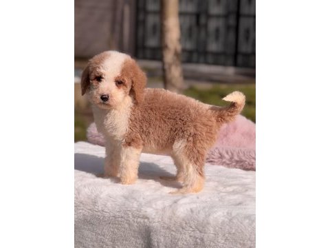 Mini labradoodle yavrular