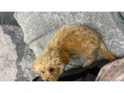 4 aylık erkek maltipoo