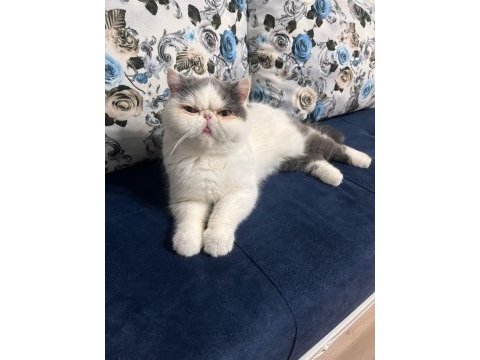 Show kalitede dişi kedimiz