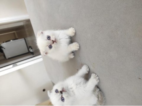 Beyaz mavi göz scottish fold