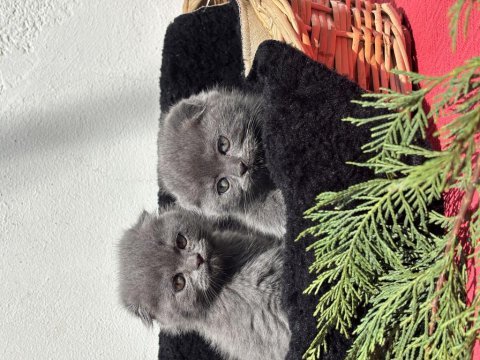 Oyuncu scottish fold yavru kedilerimiz