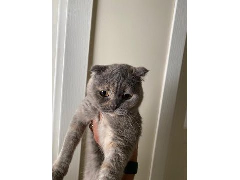 Scottish fold yeni yuvasını arıyor