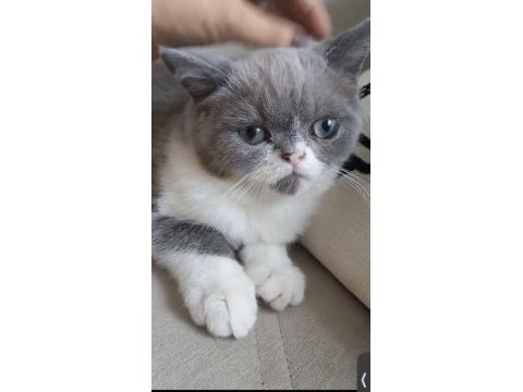 3.5 aylık erkek anne iran baba exotic shorthair çok uygun