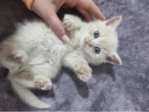 2 adet erkek british shorthair