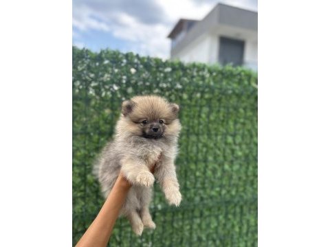 Sevimli surat pomeranian boo