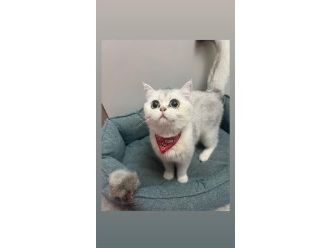 Kendi british shorthair kedilerimi sahiplendiriyorum