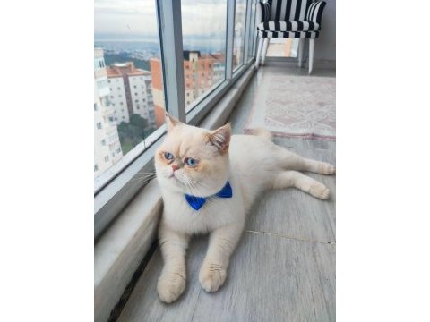 Son british longhair bebeklerim ailesini arıyor