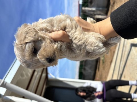 Cis eğitimli bebek maltipoo