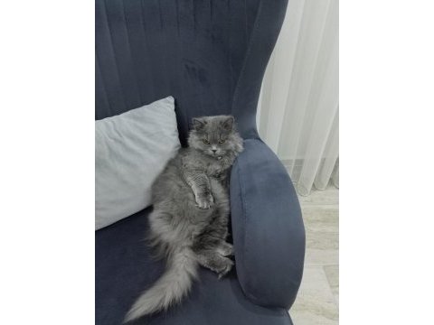 British longhair kedimiz lunaya bir damat arıyoruz