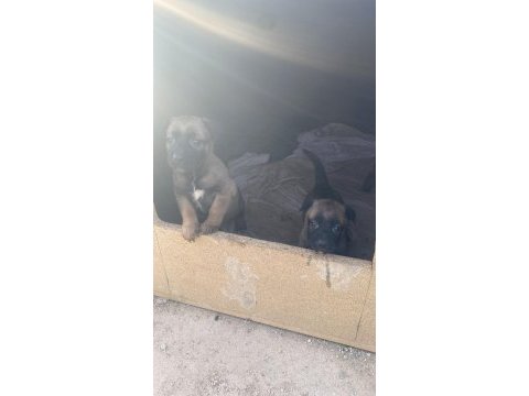 Maskeli malinois belçika kurdu