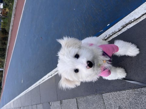 4 aylık maltese terrier