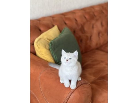 A kalite british shorthair yavrum