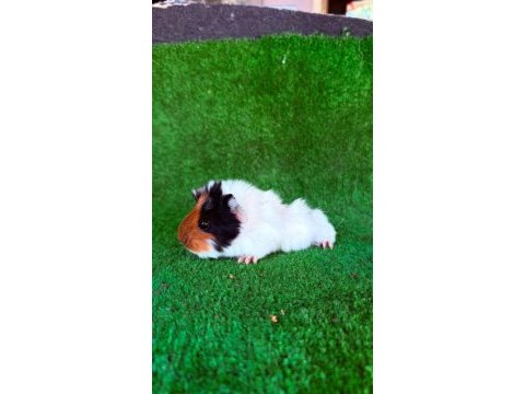 Rengarenk sevimli ginepigler