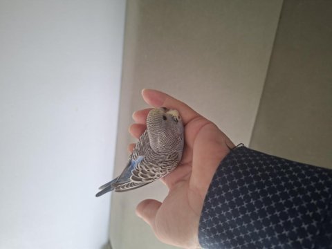 Yavru muhabbet kuşları