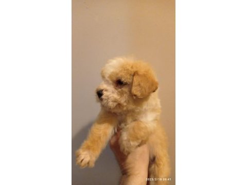Dişi maltipoo yavrumuz