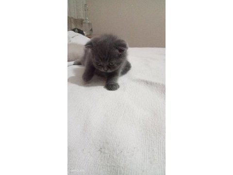 2 ayini doldurmuş yavrularımız scottish fold
