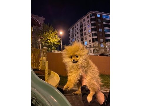 Pomeranian boo 4.5 aylık