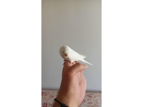 Ev üretimi muhabbet kuşu yavrular