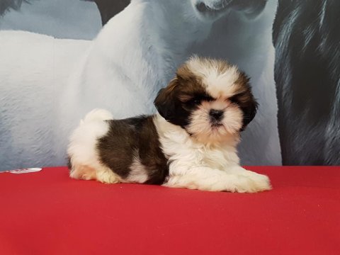 Shih tzu bebekleri yeni ailesine gitmeye hazır