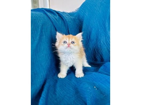 Şecereli golden british longhair yavrular