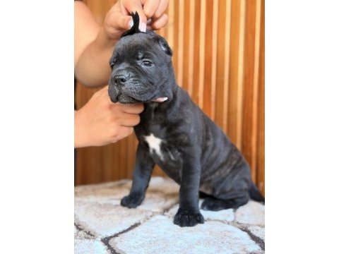 Dev adayları cane corso