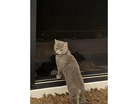 British shorthair kızımız maya için ömürlük yuva arıyoruz