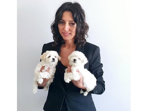 Kar beyaz kore kan teacup maltese yavrularımız