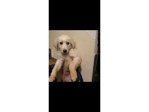 Golden retriever ankara çok acil yuva