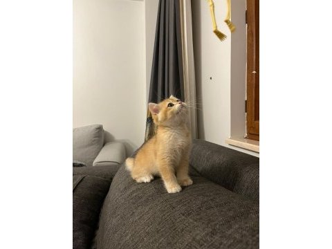 Şecereli golden ny12 dişi british shorthair