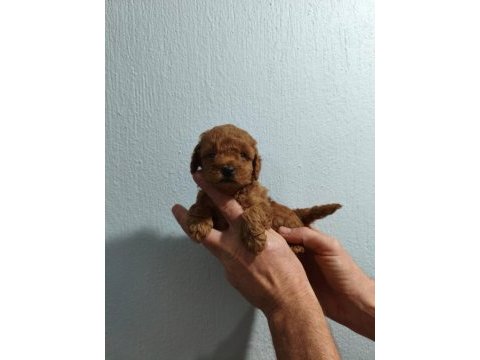 Güzel poodle kızımız