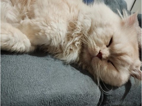Yetişkin eğitimli kısır british longhair