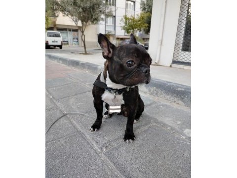 Eğitimli french bulldog dişi acil