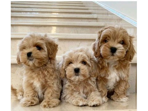 A++ kalite maltipoo bebekler