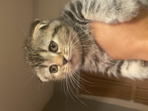2 aylık scottish fold dişi