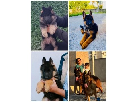 Safkan genç erkek alman çoban köpeği