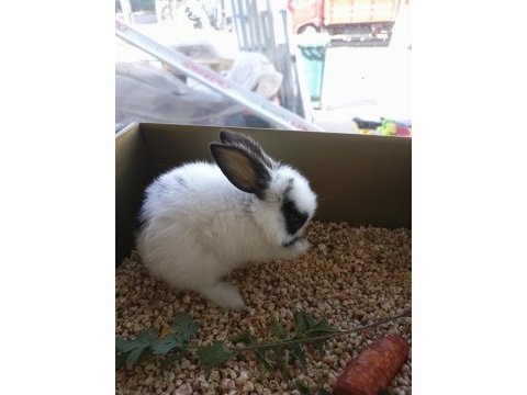 Satılık bebek tavşanlar