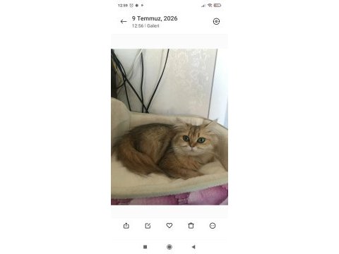 Ücretsiz sahiplendirme kedimiz