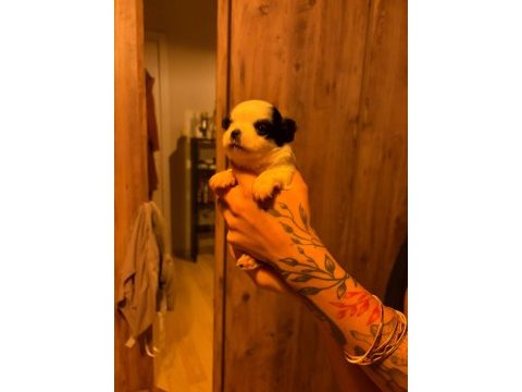 Şivava köpekler ailesini arıyor