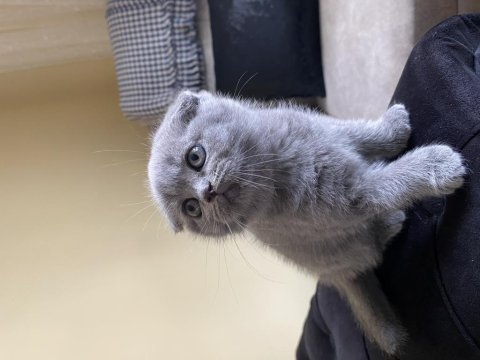50 günlük yavru scottish fold