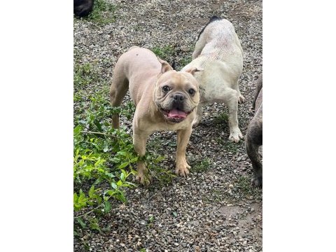 Exotic isabela french bulldog erkek