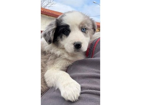 Çok iyi border collie yavruları istanbul