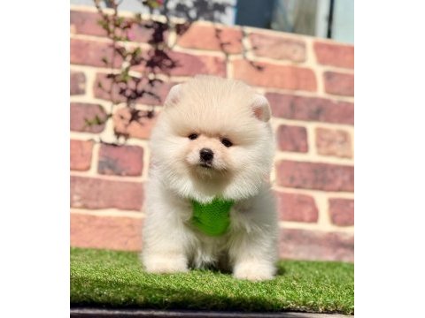 Pomeranian boo 2.5 aylık dişi erkek
