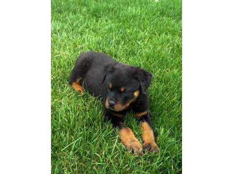 Şecereli extrem rottweiler yavruları mevcuttur