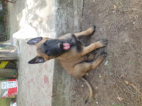 Belçika kurdu (malinois)